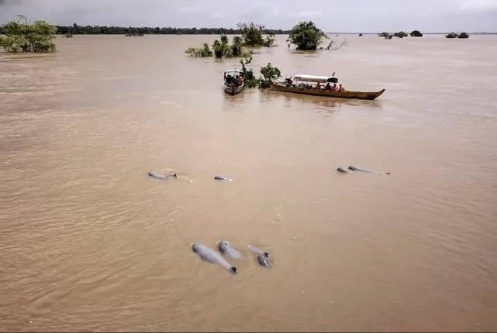 Irrawaddy dolphins and observation boats on the Mekong in Kratié