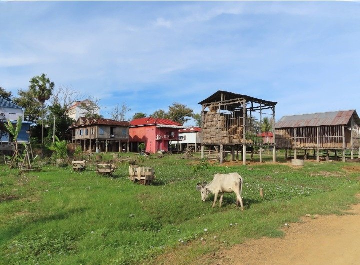 Traditional stilt houses in rural Cambodian village