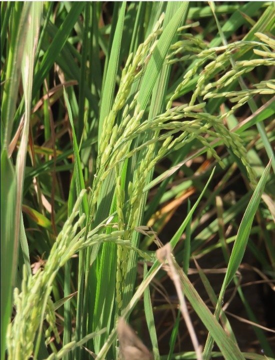 Macro closeup of organic golden rice grains maturing