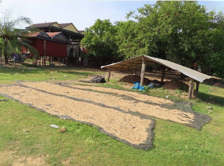 Solar drying of harvested golden paddy rice on tarps